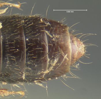 Media type: image;   Entomology 24062 Aspect: abdomen ventral view